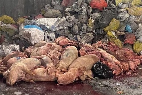 TP Hồ Chí Minh: Liên tiếp phát hiện, tiêu hủy hàng tấn sản phẩm động vật không rõ nguồn gốc
