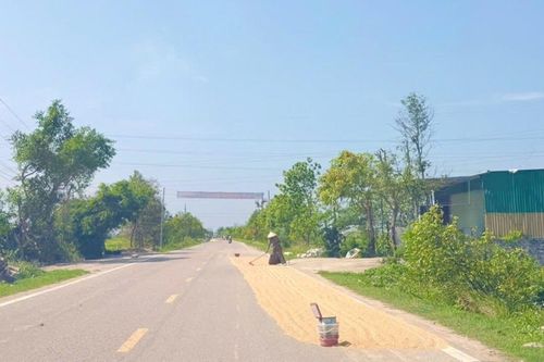 Nguy hiểm từ hành vi phơi thóc trên lòng đường