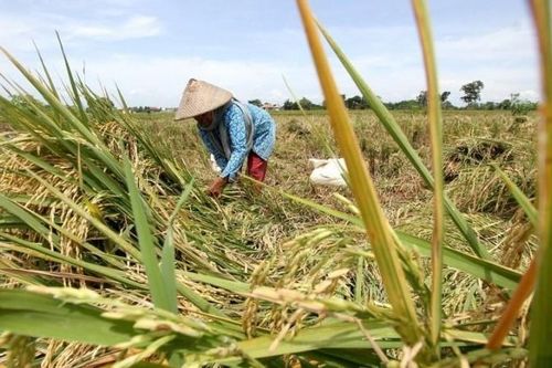 Dự trữ gạo của Indonesia đạt mức cao kỷ lục