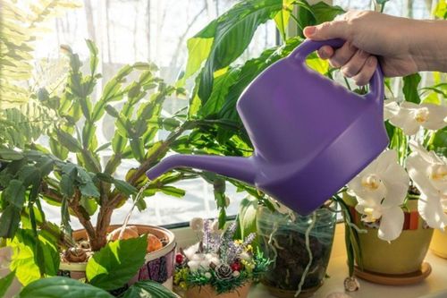 Những sai lầm 'chết người' khi chọn cây trồng trong nhà khiến cây nhanh chết