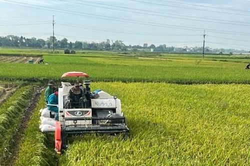 Khi chính quyền cùng người dân giữ bình yên mùa gặt