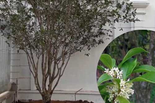 Vị trí cần tránh trồng cây mộc hương trong phong thủy, làm ảnh hưởng đến vận khí của ngôi nhà