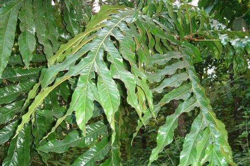 Loại cây mang tên kỳ bí và những tác dụng sức khỏe bất ngờ