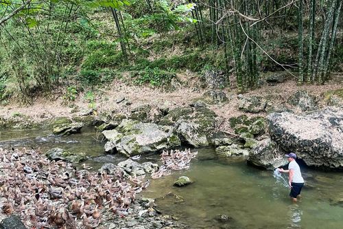Chàng trai người Thái làm giàu từ đàn vịt bơi suối