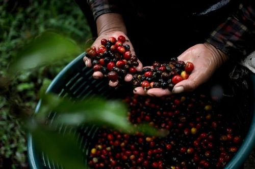 Bài toán khó của người trồng cà phê