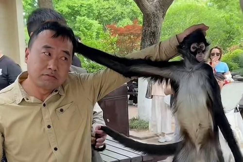 Khỉ và nhân viên sở thú Trung Quốc 'giật tóc' nhau gây sốt