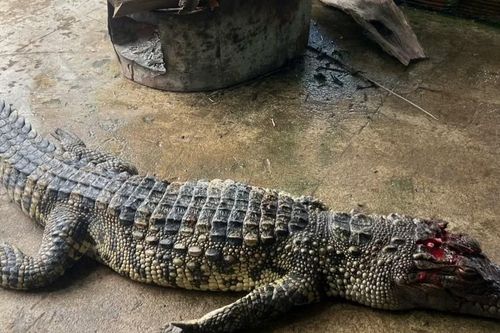 Bắt được cá sấu dài hơn 1 m trong ao nhà dân