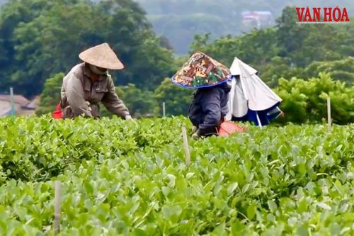 Du lịch cộng đồng mở hướng đi mới cho vùng chè Thái Nguyên
