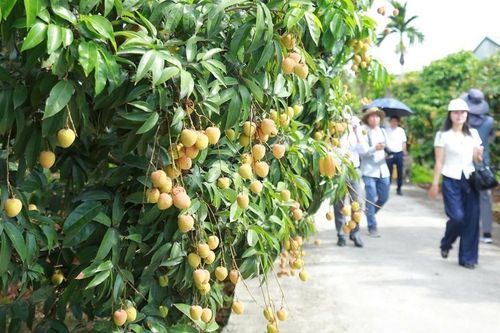 Hiến kế đưa 'Mùa quả chín Xứ Đông' thành đặc sản du lịch