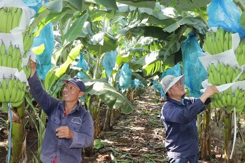 Trồng chuối xuất khẩu - hiệu quả kinh tế cao