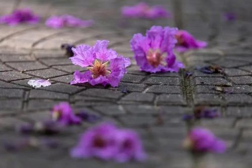 Từ cây cảnh ven đường đến tiềm năng dược liệu của bằng lăng