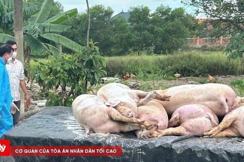Khởi tố 3 đối tượng mua bán lợn mắc dịch tả châu Phi đưa vào lò mổ