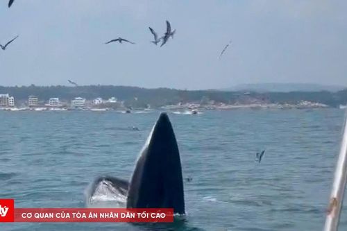 Cá voi mẹ con xuất hiện săn mồi ở Đắk Lắk