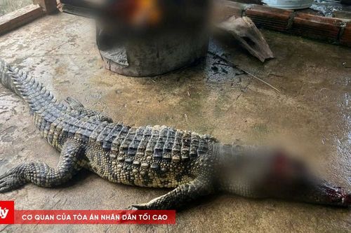 Vây bắt cá sấu nổi trong ao của người dân