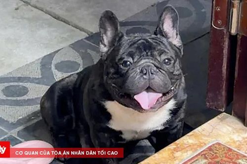 Vì sao hoãn phiên tòa xét xử vụ liên quan đến chó Pitbull ở Hà Nội?