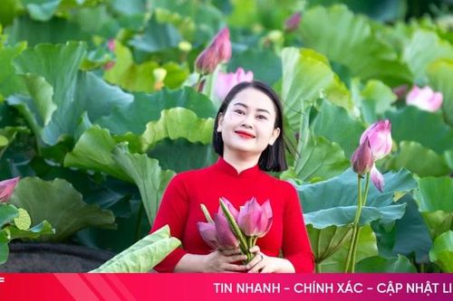 Hoa sen khoe sắc thu hút người dân check-in