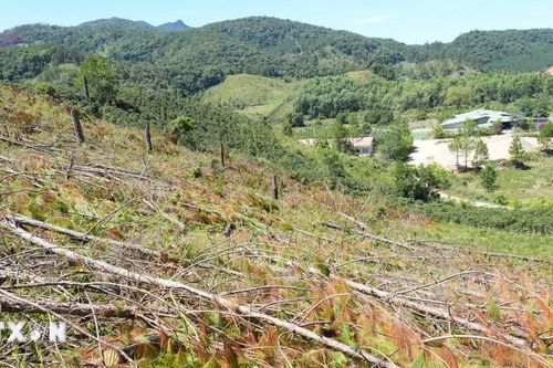 Xử phạt, chấn chỉnh các hành vi vi phạm về đất đai tại Lâm Đồng