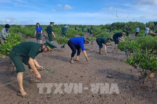Cần Thơ xây dựng 'bức tường xanh' khu vực biên giới biển