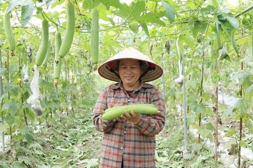 Trồng mướp hương hữu cơ, thu nhập 70 triệu đồng/sào
