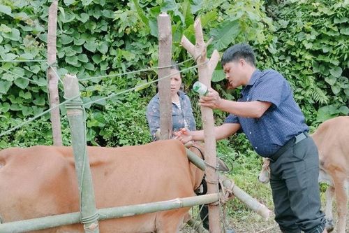Chủ động ngăn chặn, ứng phó nguy cơ dịch bệnh lở mồm long móng