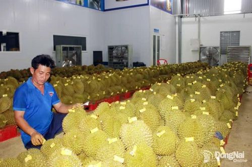 'Nút thắt' trong xuất khẩu sầu riêng