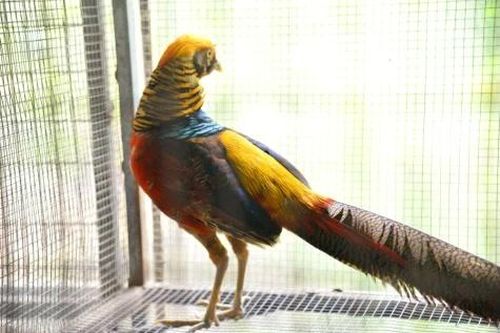Người tâm huyết với nghề nuôi chim trĩ