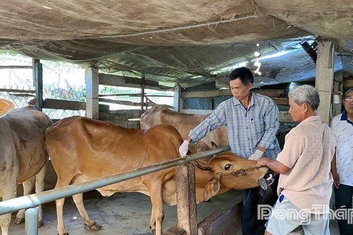 Triển khai tiêm vắc xin phòng bệnh lở mồm long móng cho hơn 5.600 con bò tại xã Vĩnh Hựu