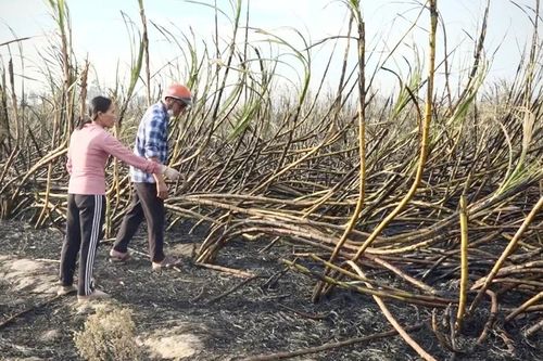 Mía quá vụ 'kẹt' giữa đồng, nông dân thấp thỏm nỗi lo thiệt hại