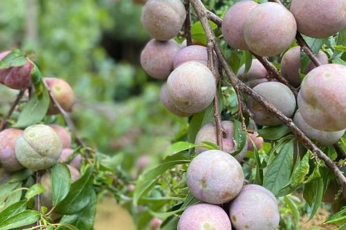 Bắc Hà sẽ tổ chức hoạt động quảng bá mận Tam hoa tại Festival mùa Hè 2026