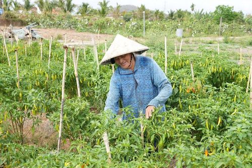 Phụ nữ vùng thanh long linh hoạt chuyển đổi cây trồng