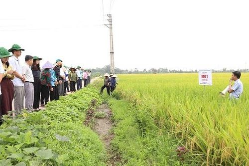Trình diễn giống lúa mới có năng suất, chất lượng cao