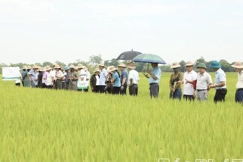 Trình diễn giống lúa thuần LP5 vụ Xuân 2026