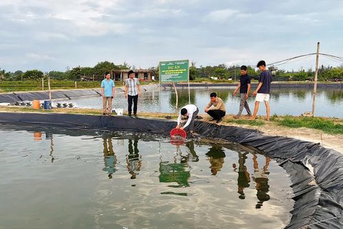 Triển khai mô hình nuôi cá nâu thương phẩm gắn với liên kết tiêu thụ sản phẩm