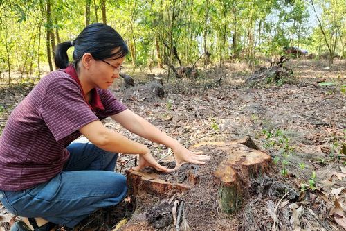 Rừng phi lao bị chặt phá, trách nhiệm thuộc về ai?