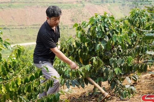 Tập trung chăm sóc nâng cao năng suất cà phê