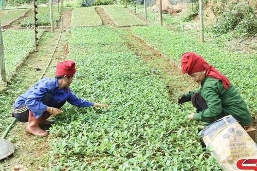 Thúc đẩy hoạt động hợp tác xã và liên kết sản xuất