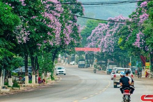 Mộc Châu mùa bằng lăng tím