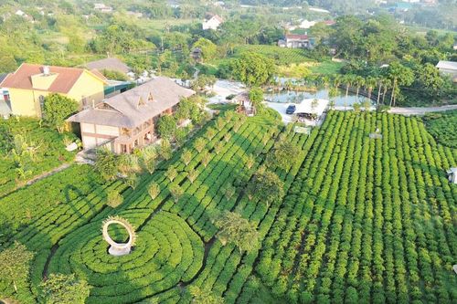 Khai thác văn hóa trà - 'đòn bẩy' cho du lịch