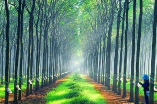 Cổ phiếu cao su kỳ vọng thành điểm sáng