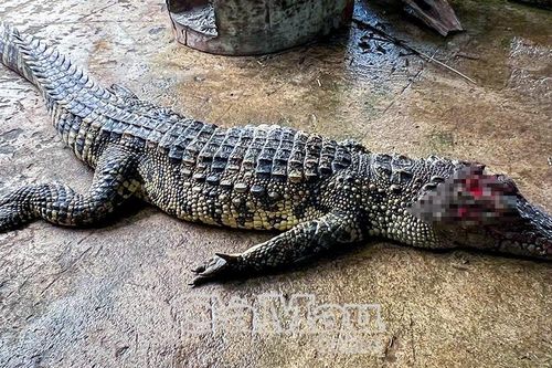 Bắt được cá sấu xuất hiện trong ao nhà dân ở xã Tân Lộc