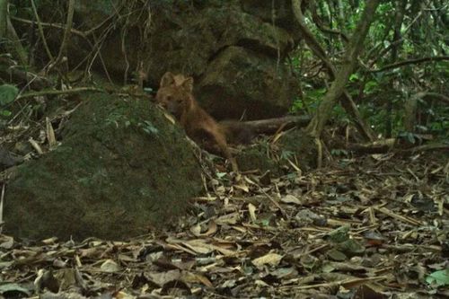 Loài thú thích 'hú dưới ánh trăng' bất ngờ lộ diện ở rừng Nghệ An có gì đặc biệt?