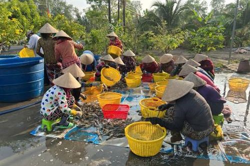 Giữ đất cho đồng bằng: Bài cuối: Thay đổi tư duy để bảo tồn hệ sinh thái