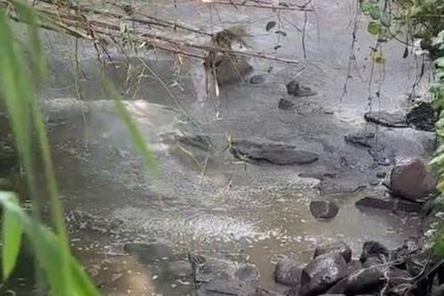 Đồng Nai: Phát hiện 3 cơ sở chăn nuôi heo xả thải trực tiếp ra môi trường, gây ô nhiễm