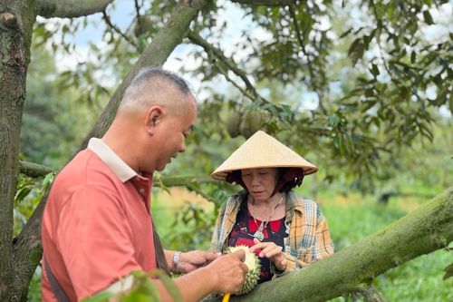 Cơn lao dốc của 'vua trái cây': Thương lái bỏ cọc, nhà vườn ôm nợ