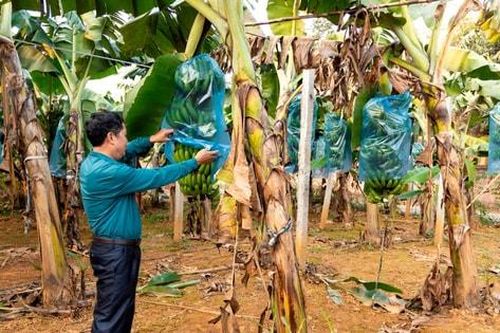 Xã Bất Bạt: Nâng cao năng lực nội tại để hợp tác xã nông nghiệp bứt phá