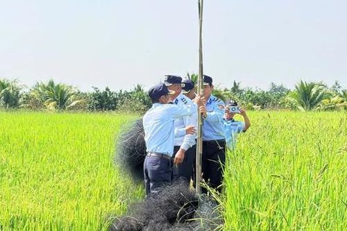 Loài chim tạo nên đặc sản nổi tiếng bị giăng nhiều 'lưới tàng hình' săn bắt