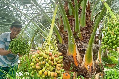 Vùng biên Đồng Tháp lạ mắt với vườn chà là sai trái