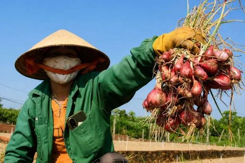 Nông dân trồng hành tím ở Quảng Ngãi trúng mùa, được giá