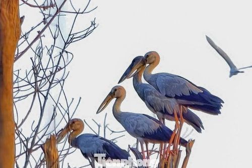 Chính quyền làm gì khi 'vị khách quý' xuất hiện ở Cồn Chim