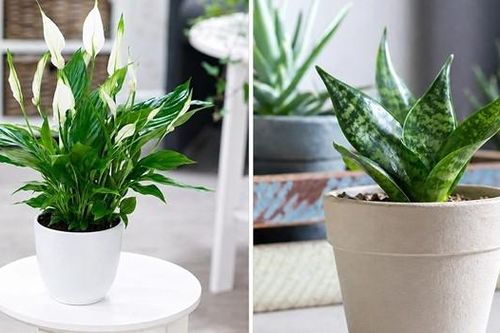 Lưỡi hổ và lan ý: Cây nào tốt hơn khi trồng trong phòng ngủ?